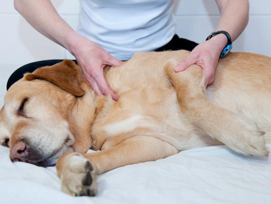 Wellness a masáže pro psa a kočku: poraďte se s veterinářem, základ pak zvládnete sami
